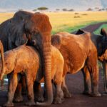 Elefantfod: En grøn skønhed med et imponerende udseende